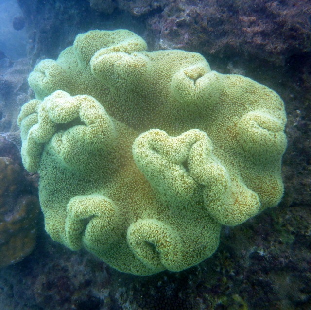 Corail cuir élégant