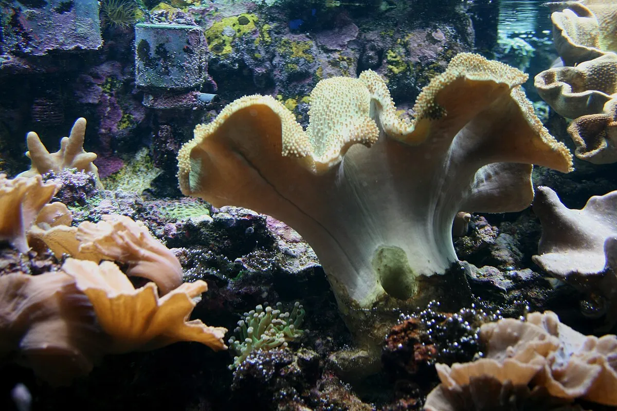 Corail cuir — photo 1 sur 4