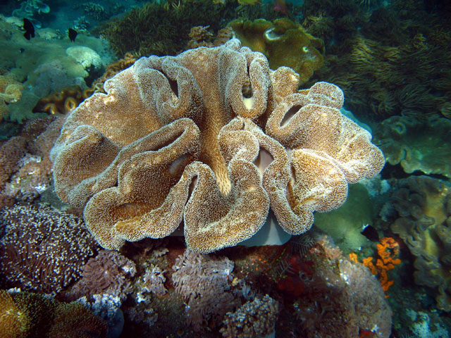 Corail cuir à lobes