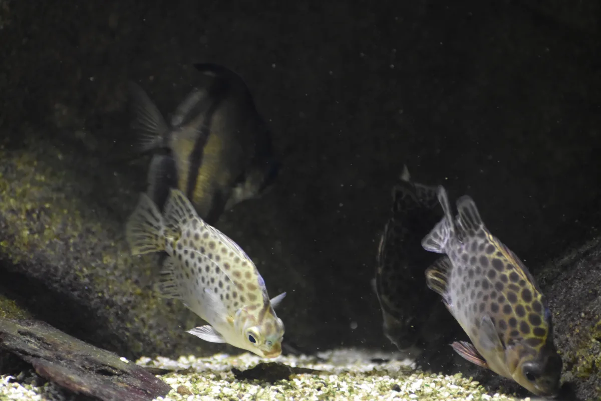 Scatophage tacheté — photo 1 sur 4