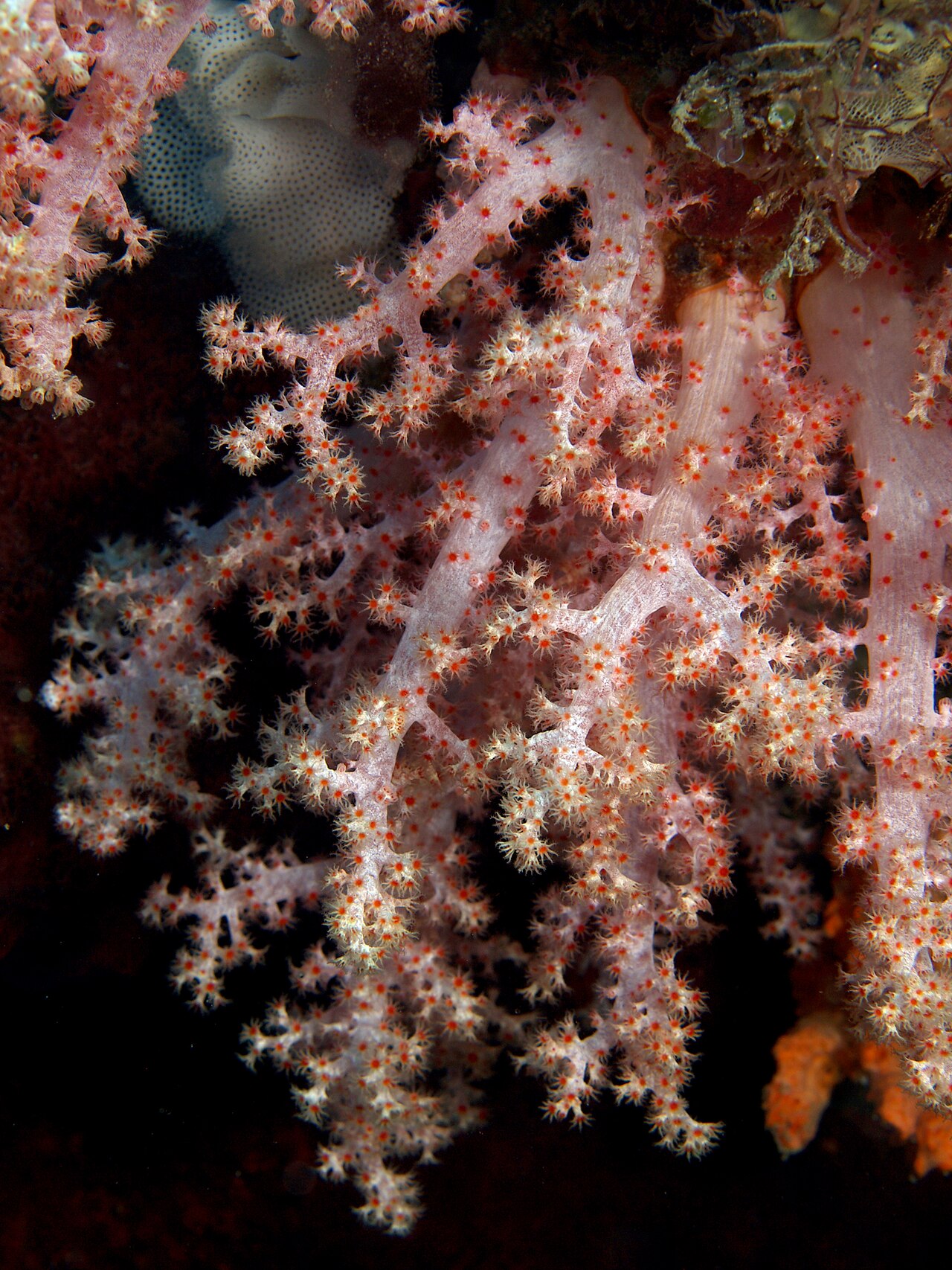 Scléronephthye rouge
