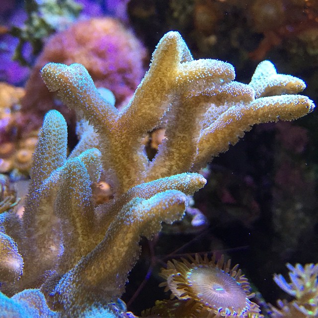 Seriatopore caliendrum