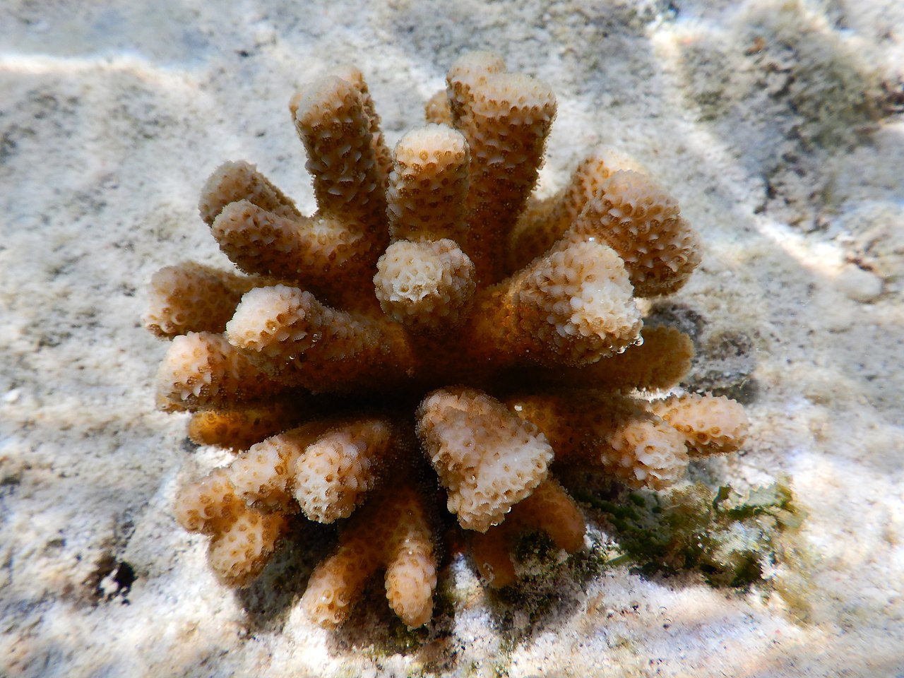 Stylophore de Madagascar
