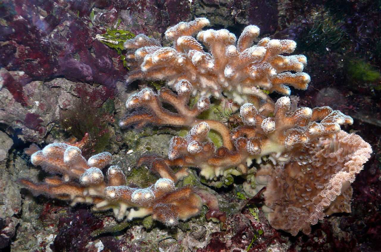 Stylophore