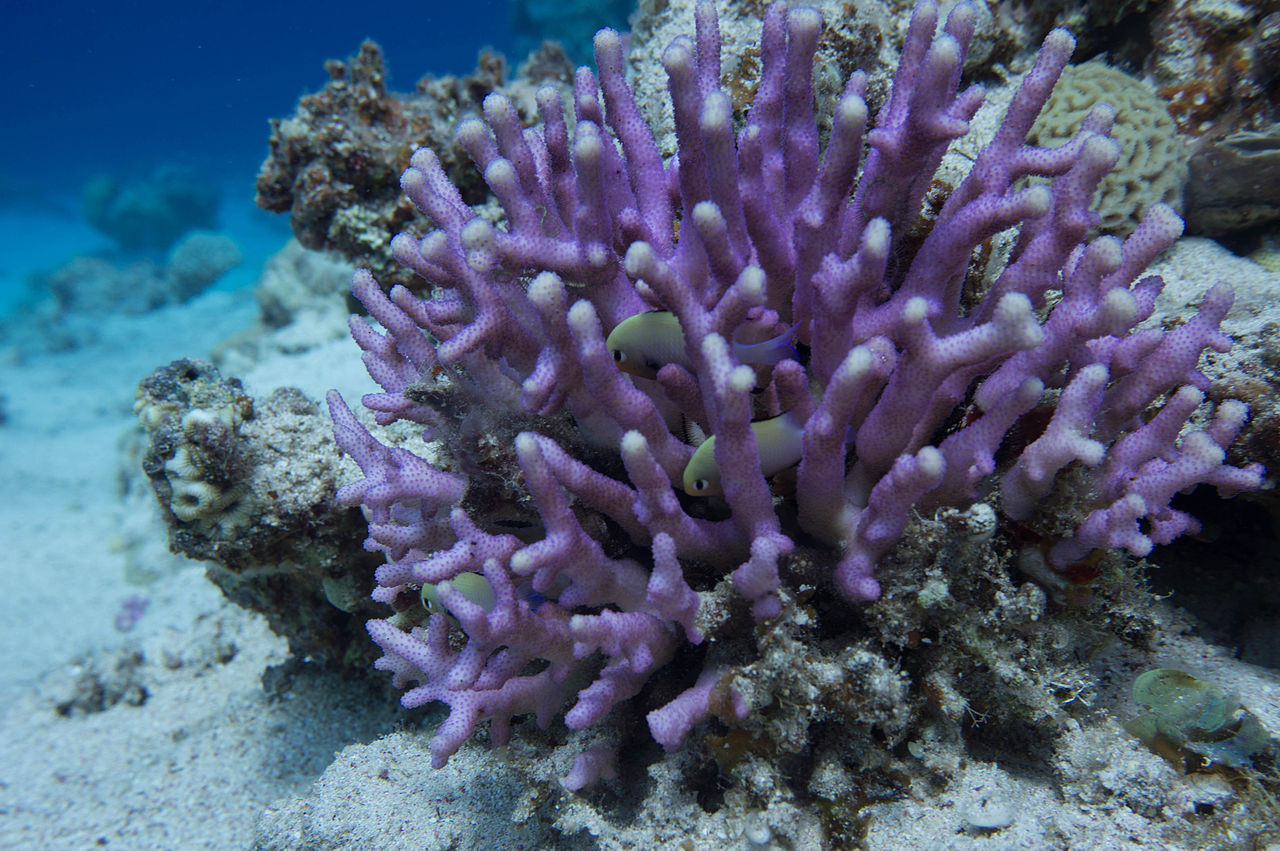 Stylophore subserié