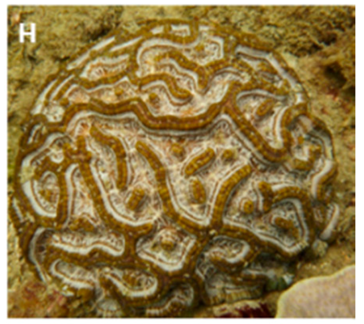 Corail cerveau de Wilson