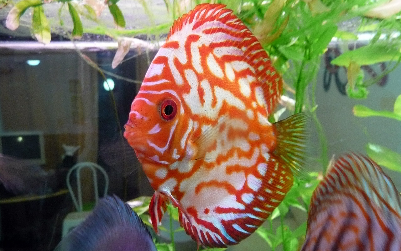 Discus bleu