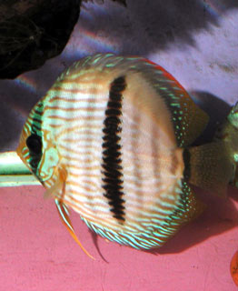 Discus rouge