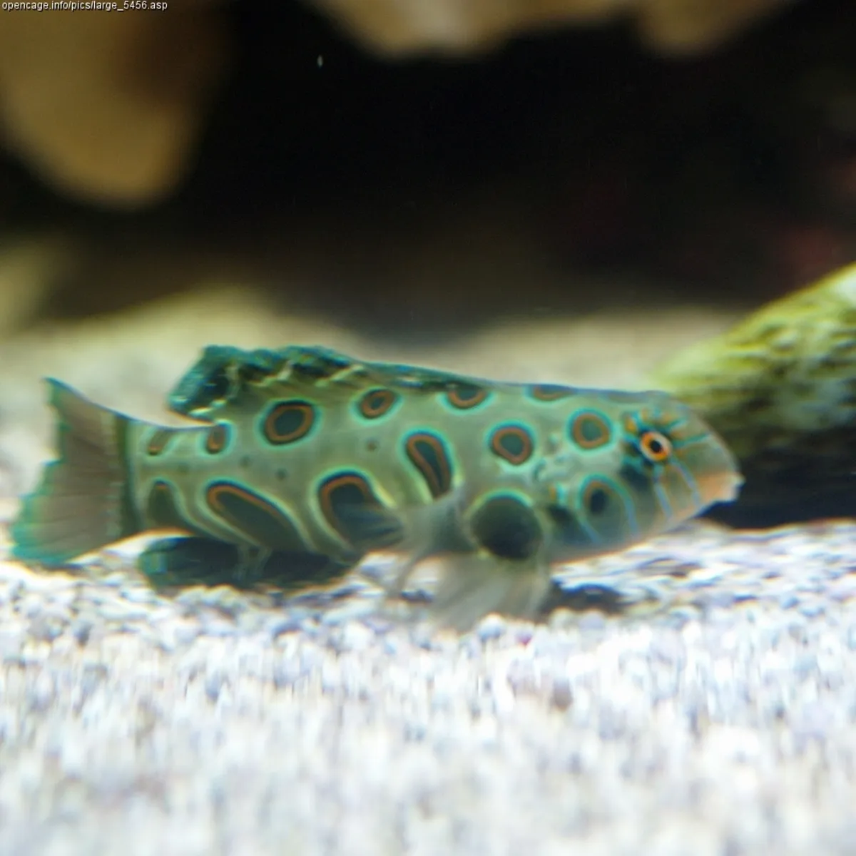 Poisson-mandarin tacheté — photo 1 sur 4