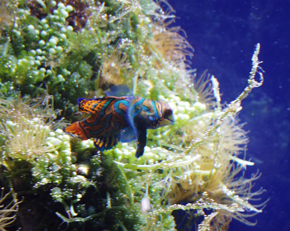 Poisson-mandarin — photo 1 sur 4