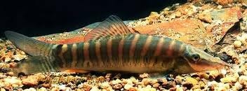 Loche tigre
