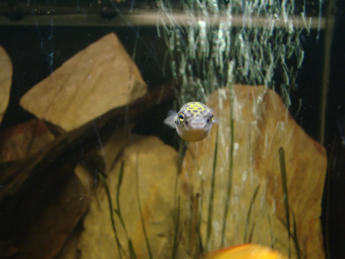 Poisson-globe d'estuaires — photo 1 sur 3