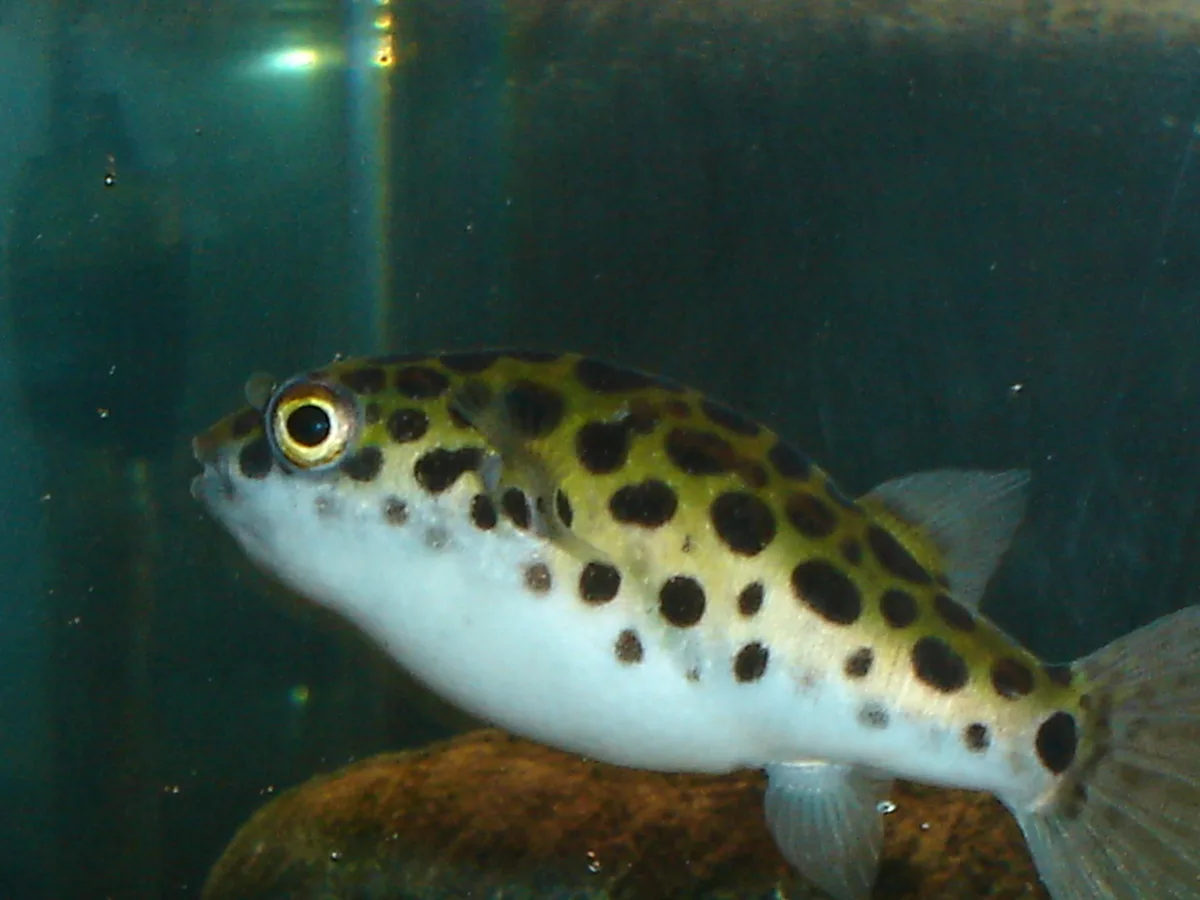 Poisson-globe vert — photo 1 sur 4