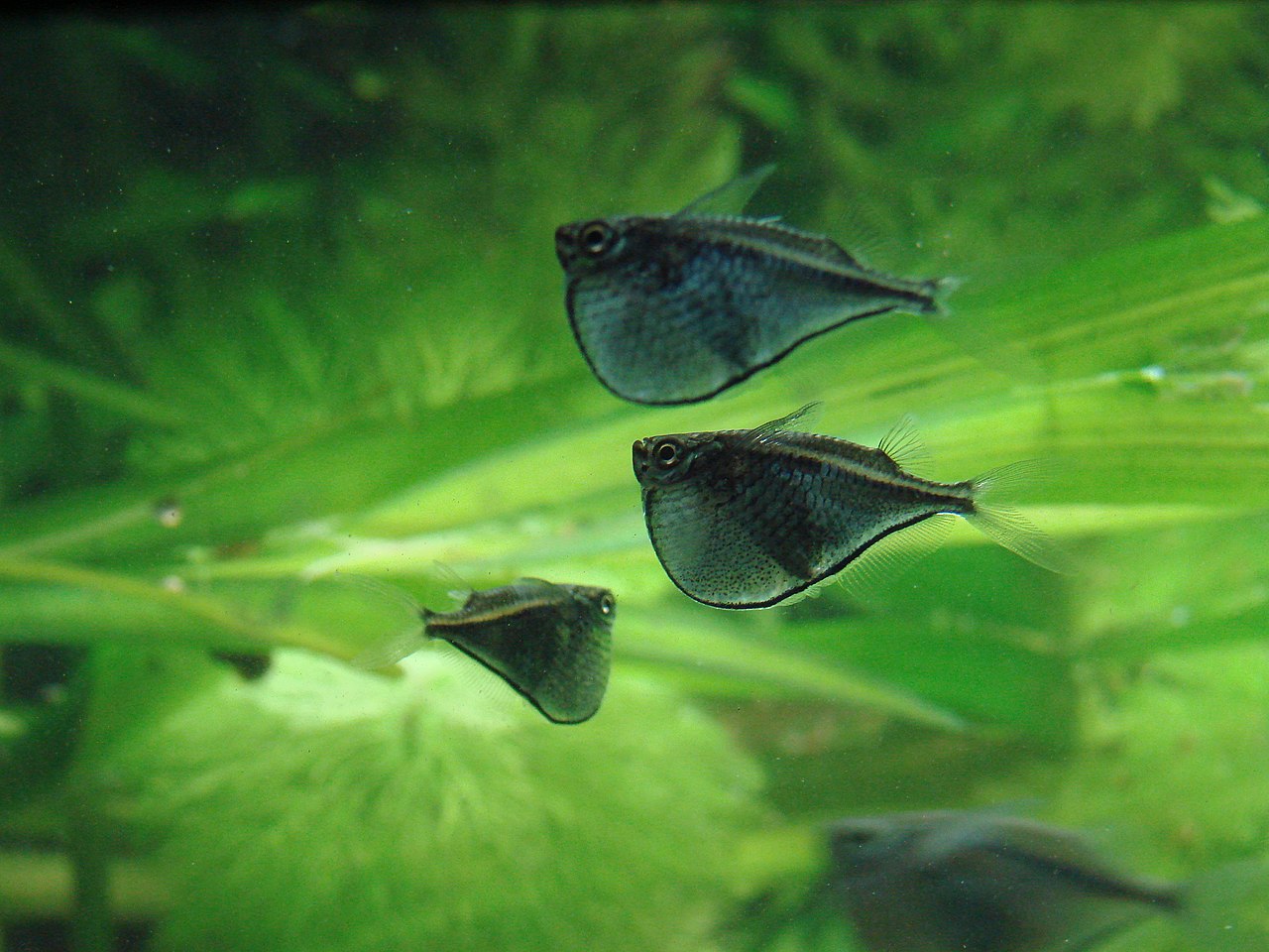 Poisson-hachette géant