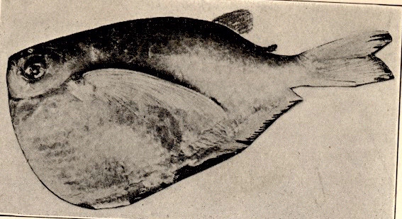 Poisson-hachette tacheté