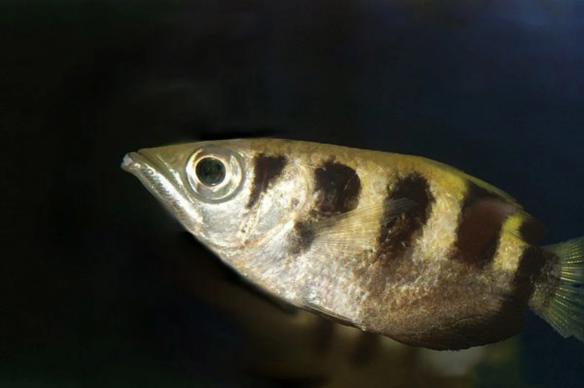 Poisson-archer bariolé — photo 1 sur 4