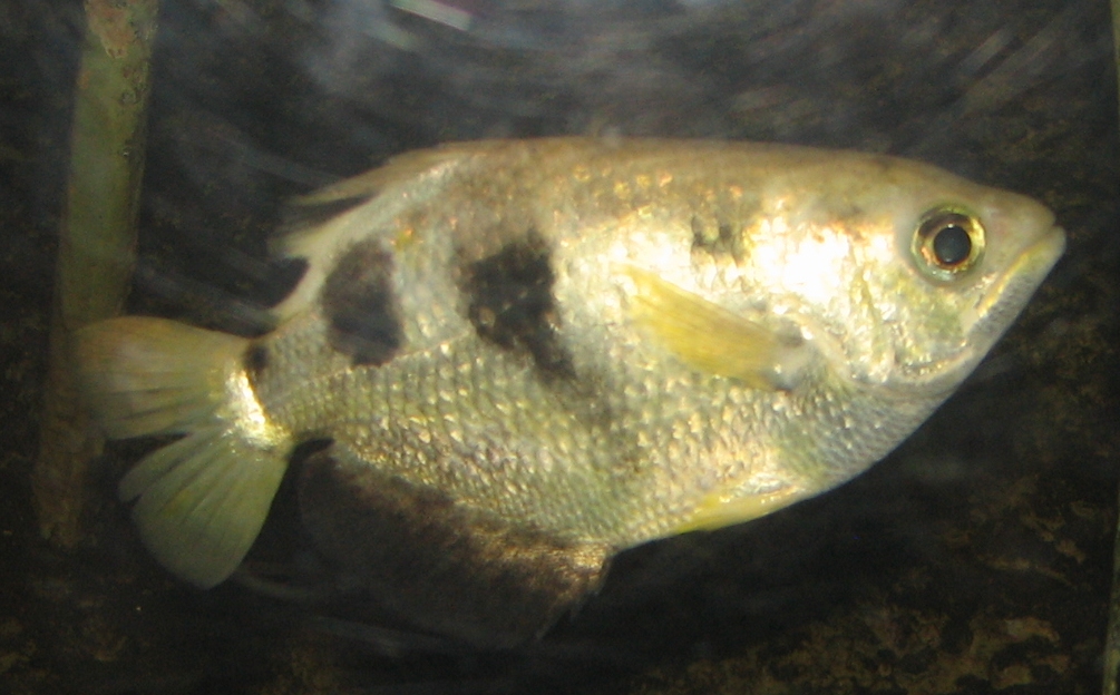 Poisson-archer