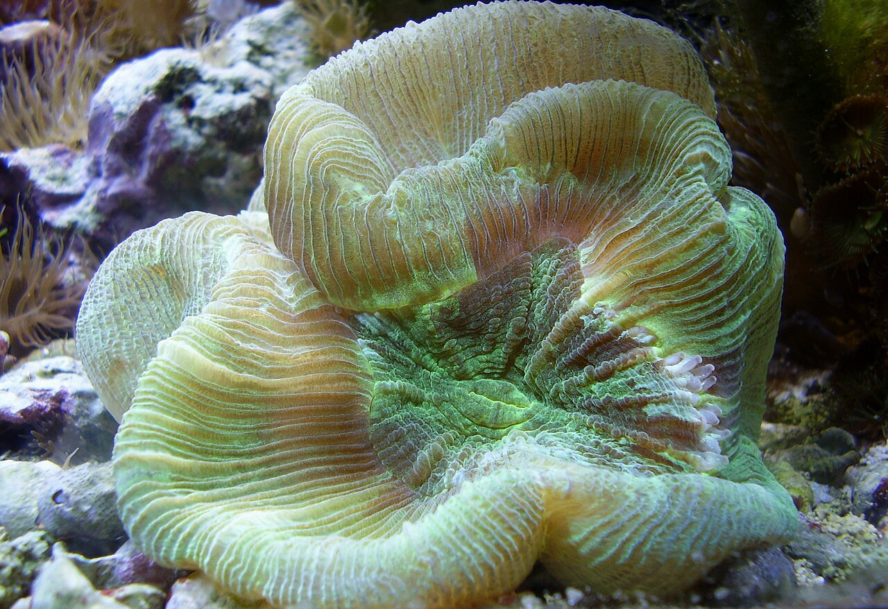 Trachyphyllie