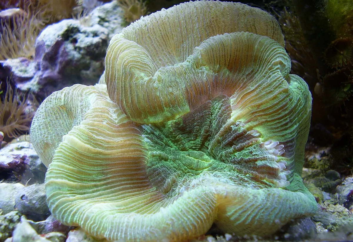 Trachyphyllie — photo 1 sur 4
