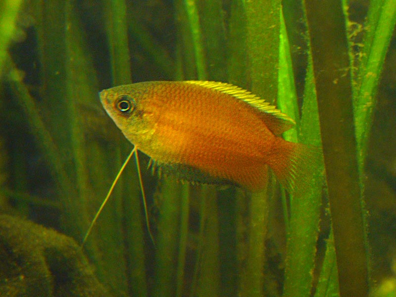 Gourami miel