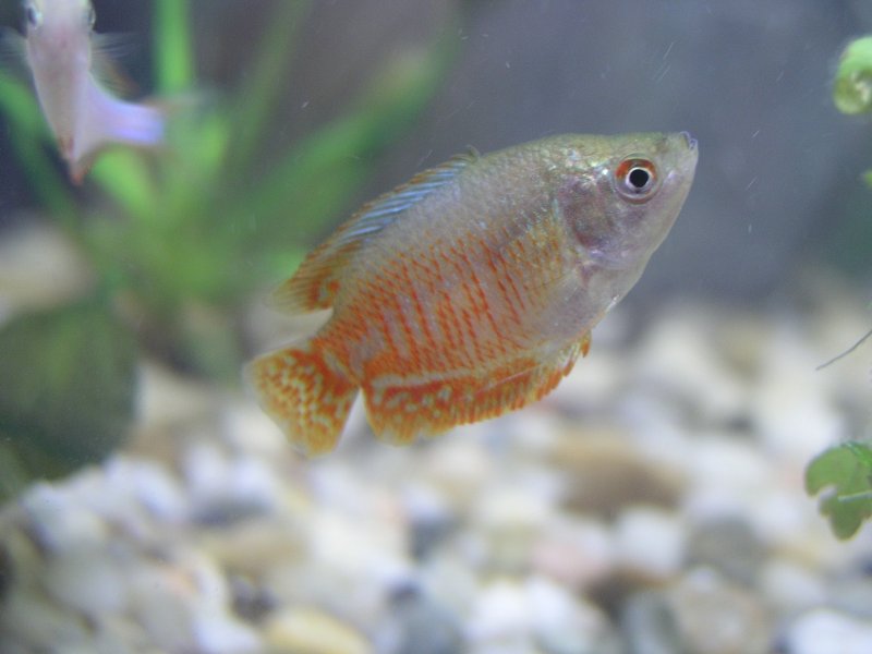 Gourami nain