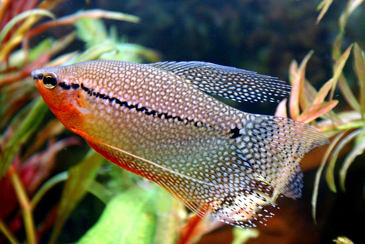 Gourami perlé