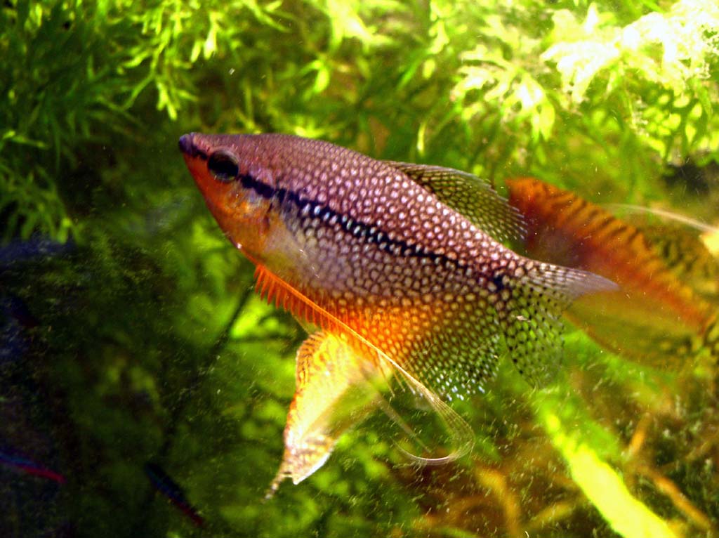 Gourami perlé