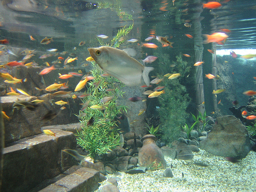 Gourami à petites écailles