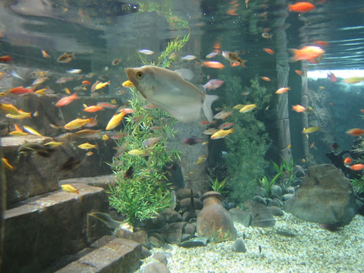 Gourami à petites écailles — photo 1 sur 4