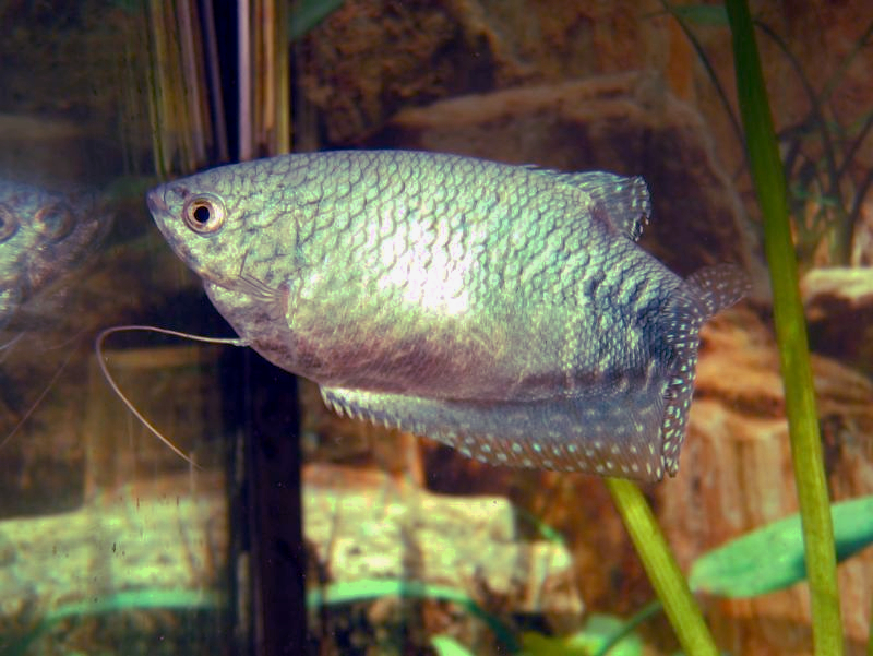 Gourami bleu
