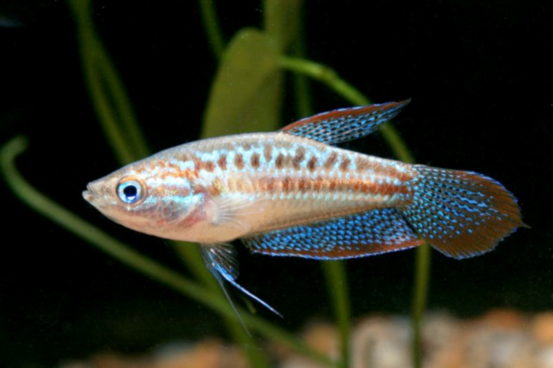 Gourami pygmée