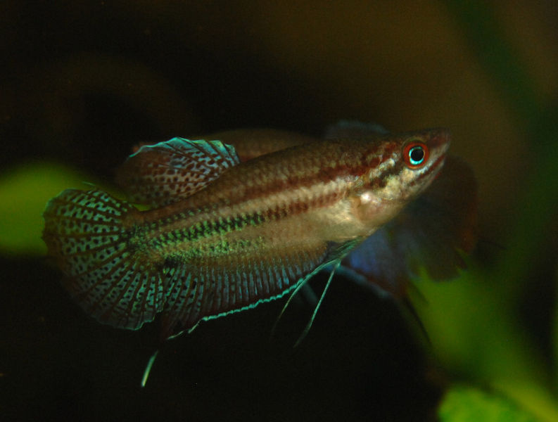 Gourami croissant