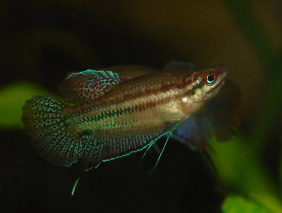 Gourami croissant — photo 1 sur 4