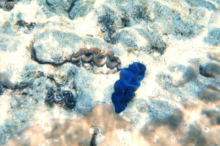 Bénitier crocea