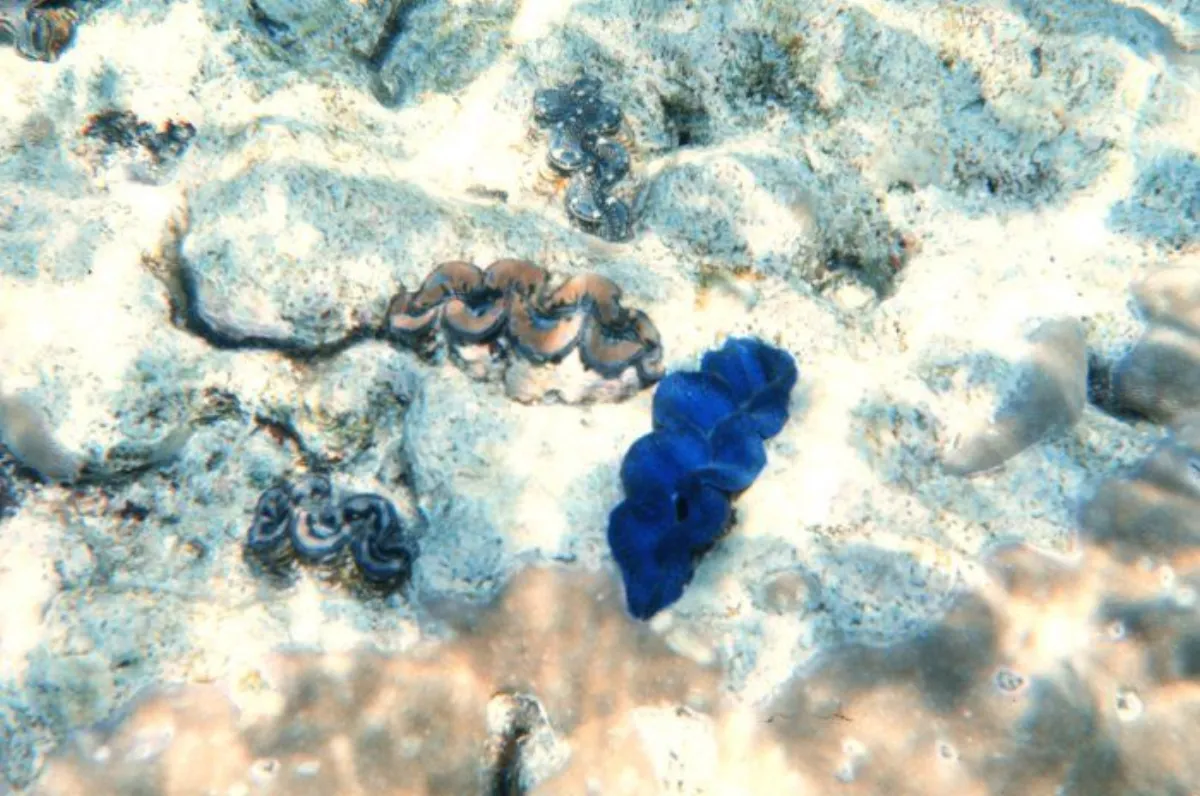 Bénitier crocea — photo 1 sur 4