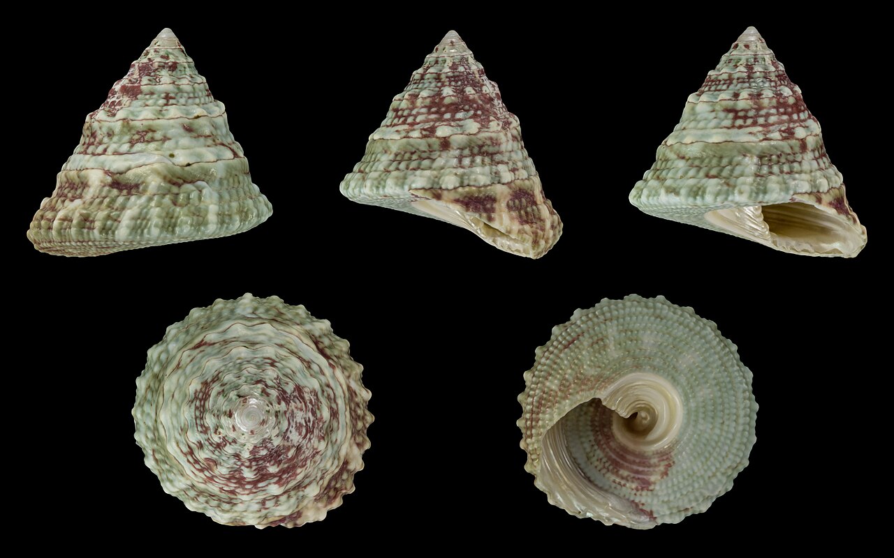 Trochus histrion