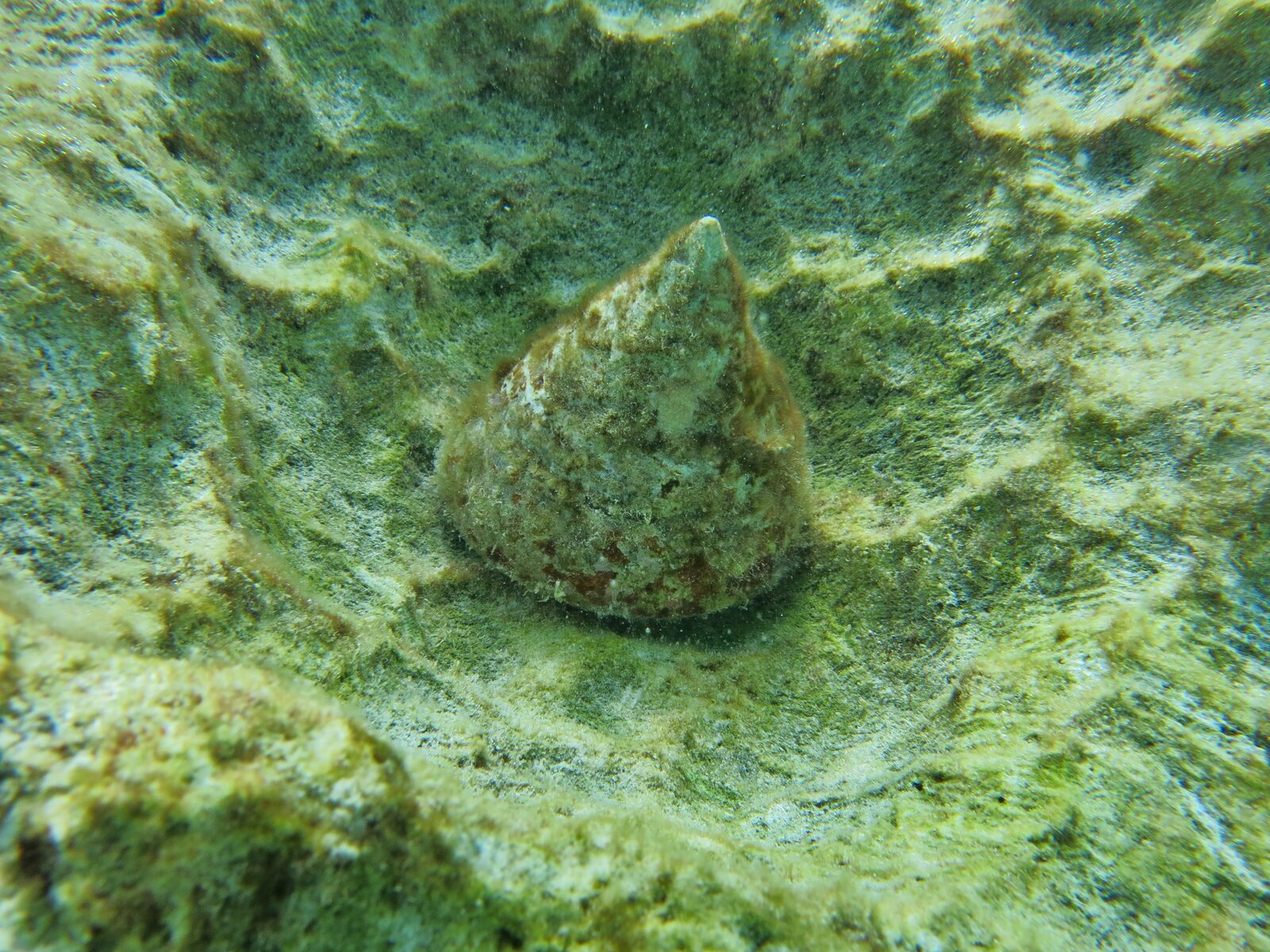 Trochus tacheté