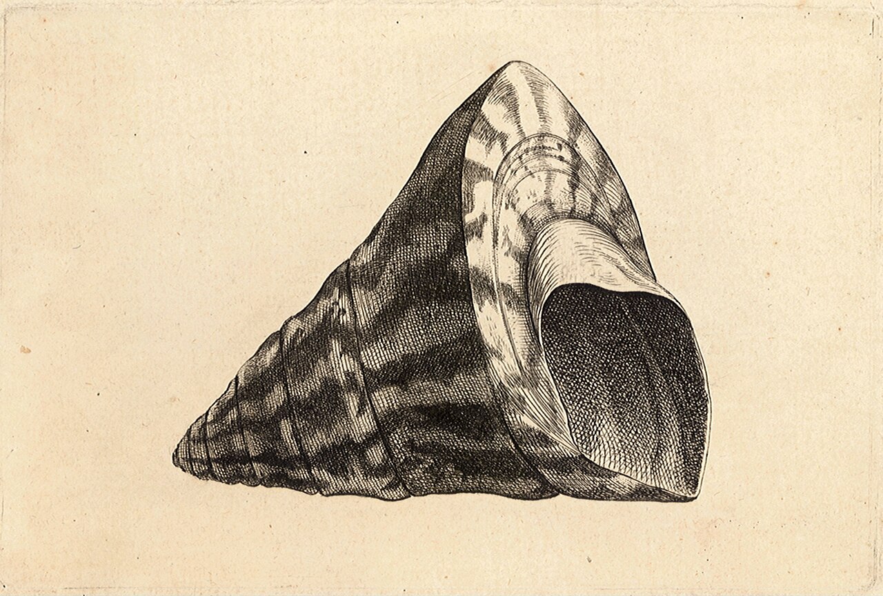 Trochus