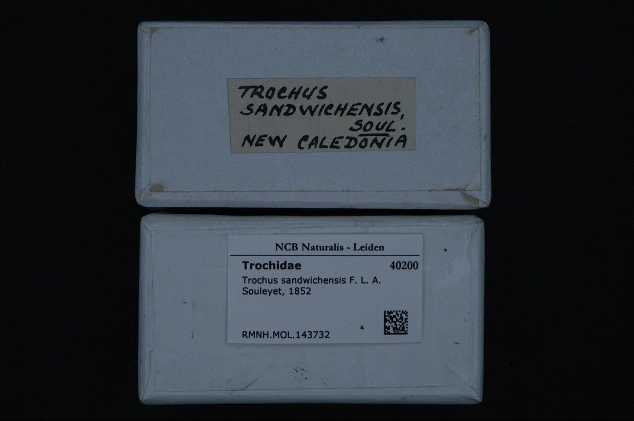 Trochus de Hawaii
