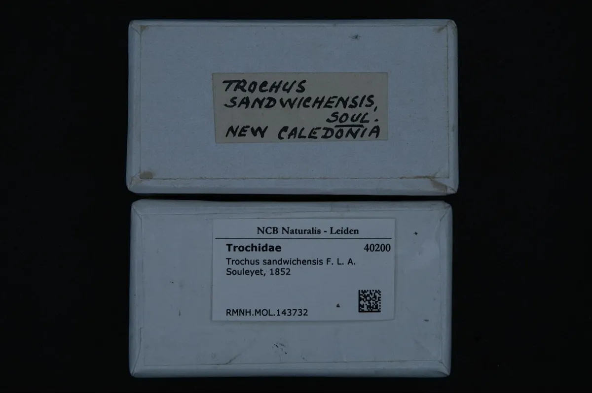 Trochus de Hawaii — photo 1 sur 4
