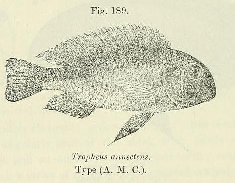 Tropheus annectens