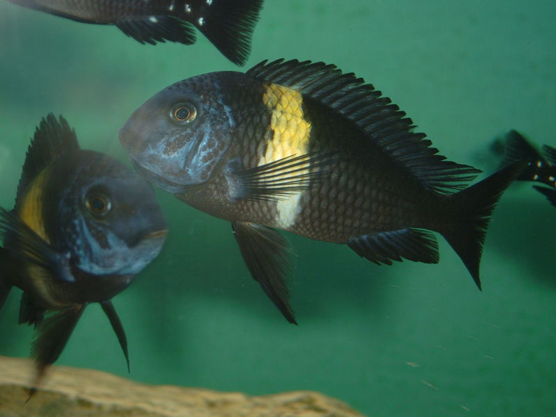 Tropheus de Dubois