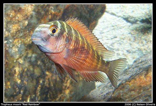 Tropheus du Tanganyika