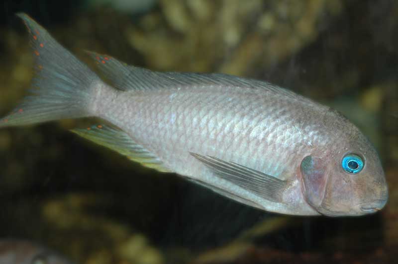Tropheus de Poll