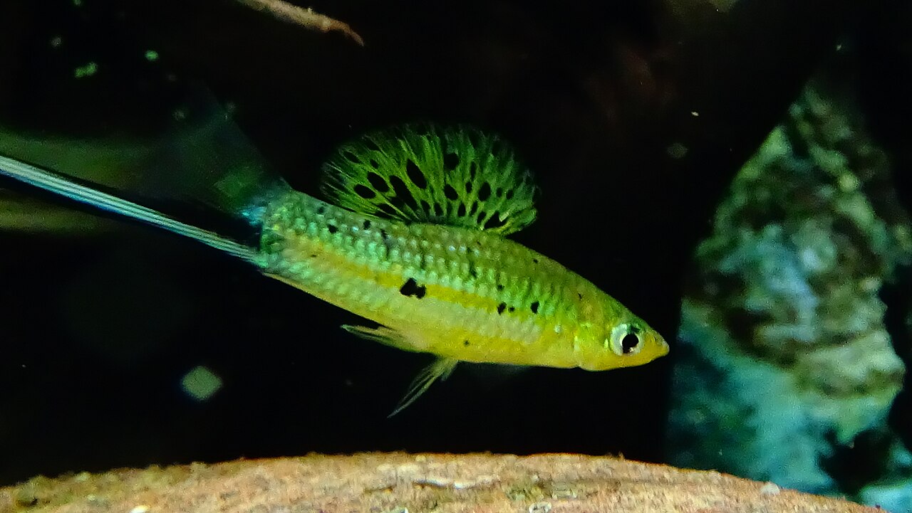 Xipho de Montezuma