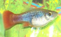 Platy varié