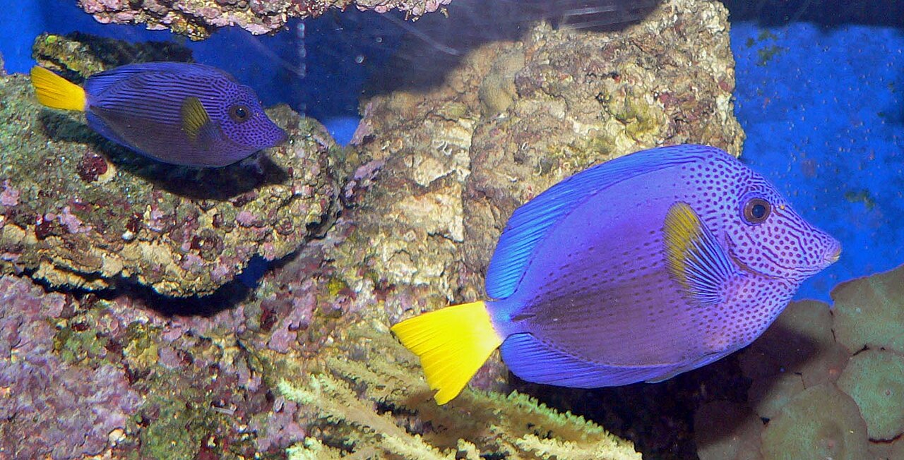 Chirurgien à queue jaune