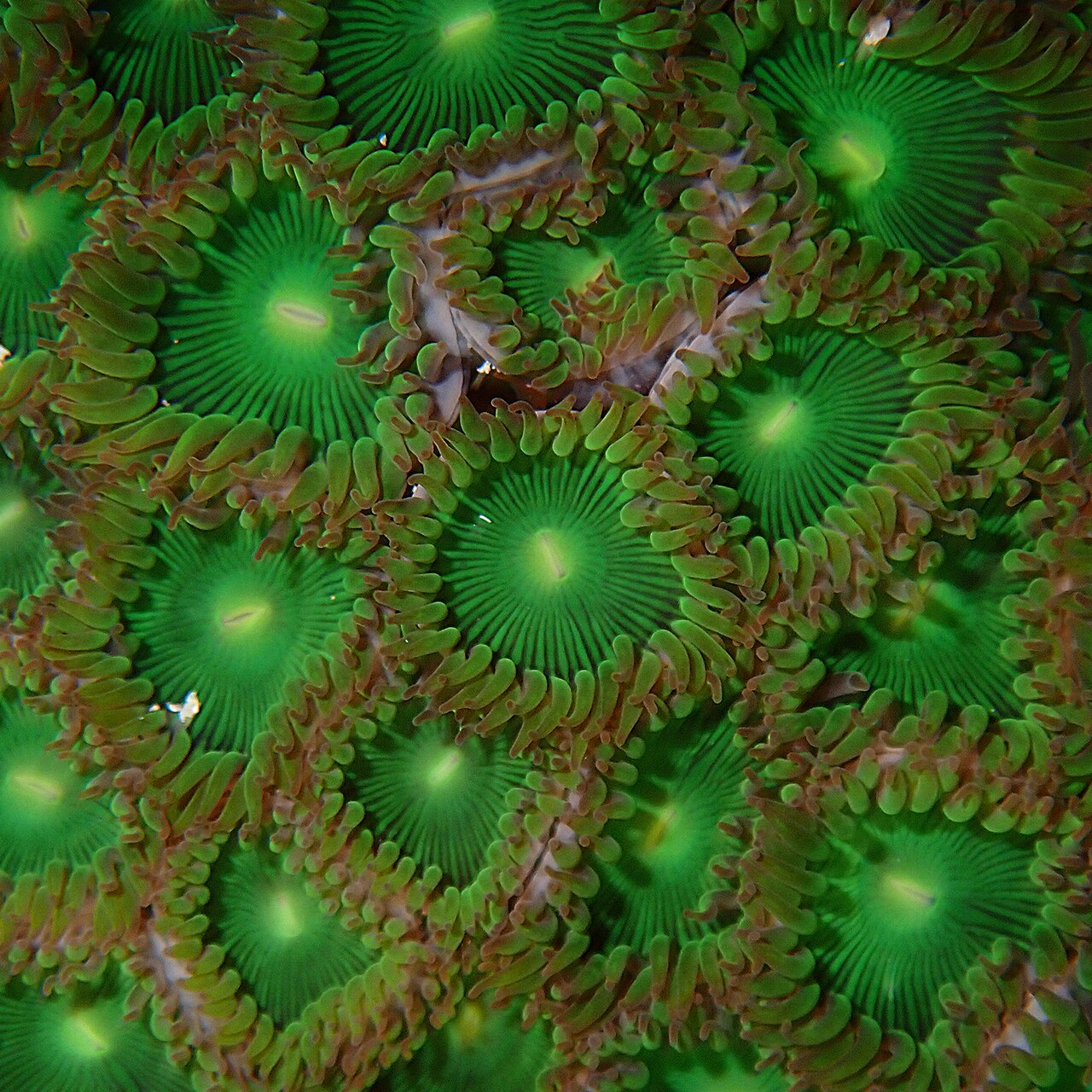 Zoanthus géant