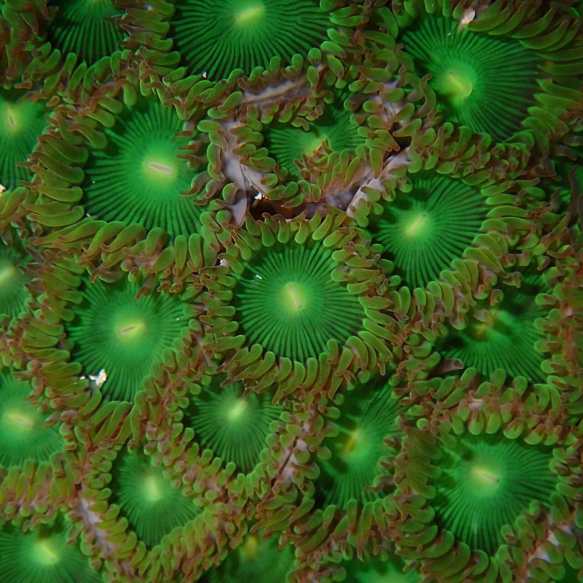 Zoanthus géant — photo 1 sur 1