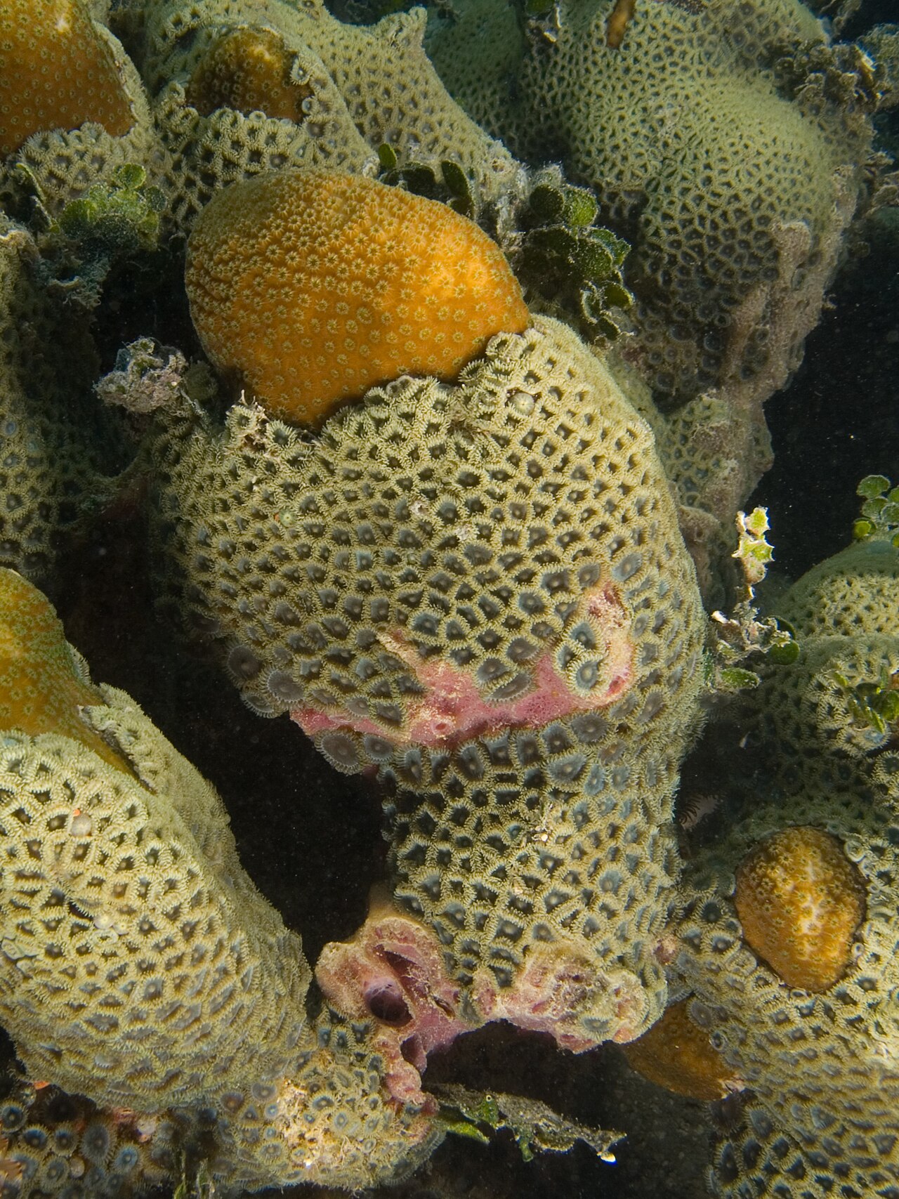 Zoanthus brun